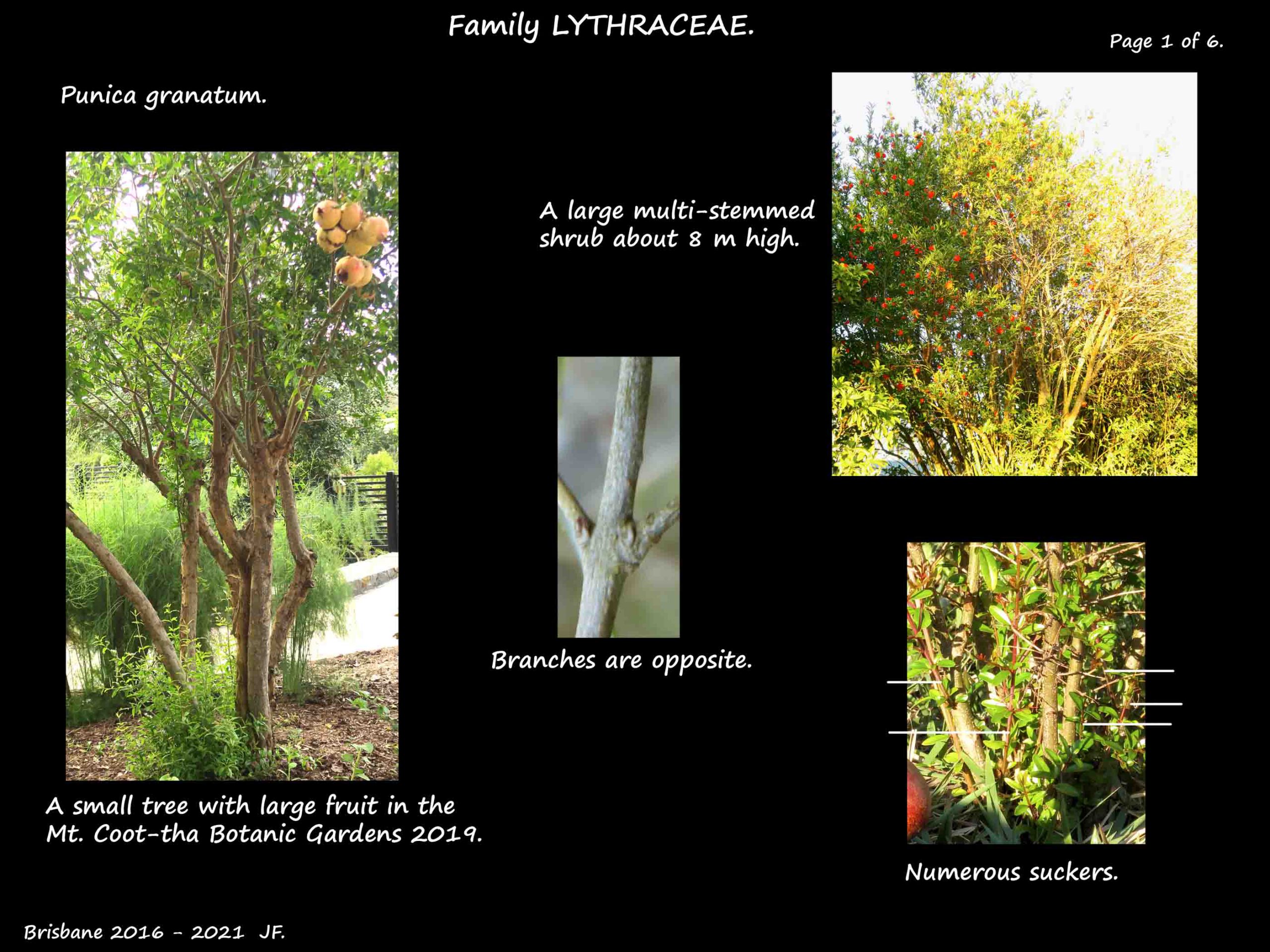 1 A small Punica granatum tree
